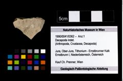 Foto (Objekt + Etikett) von Decapoda indet.  (NHMW-GEO-1990-0041-0362)